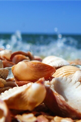 Морские ракушки обои