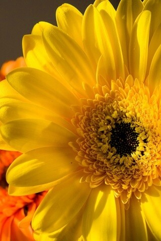 Желтый гербер обои