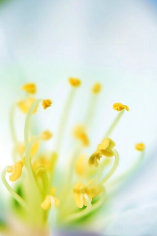 Желтые тычинки обои