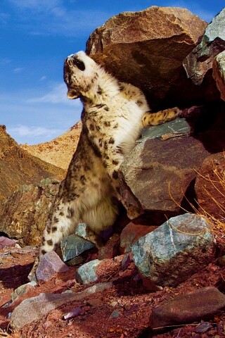 Барс чешется о камни обои