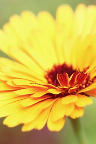 Желтый гербер обои