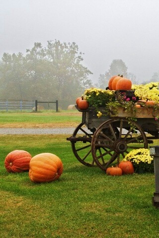 Урожай тыков обои