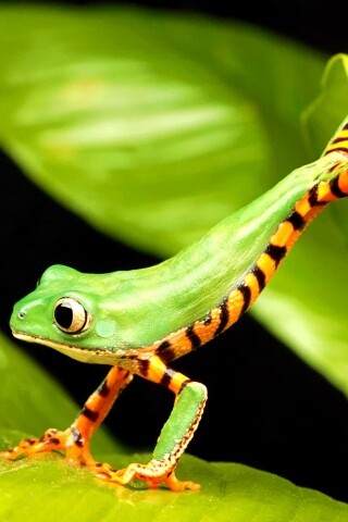 Лягушка переползает с листа на лист обои