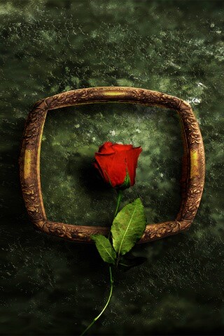 Роза на картинной раме обои