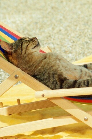 Кот в отпуске обои