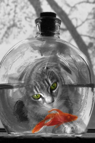 Кот наблюдает за рыбкой в бутылке обои