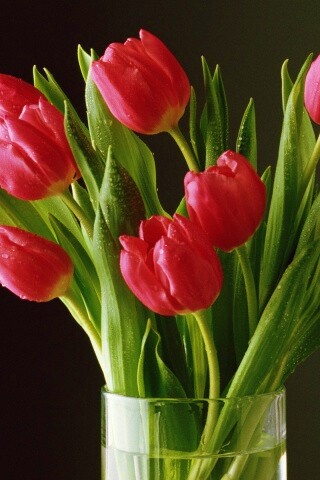 Букет тюльпанов обои