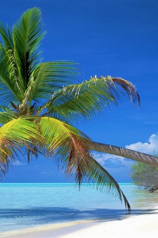 Пальма над водой обои