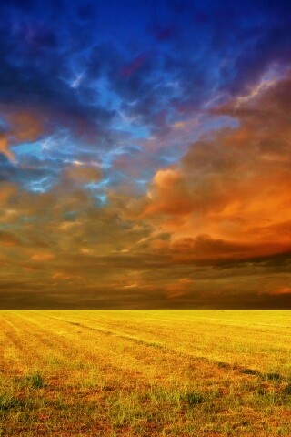 Тучи над желтым полем обои