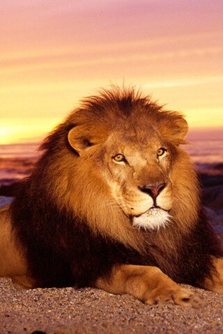 Лев на берегу океана обои