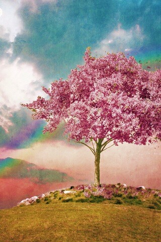 Одинокое цветущее дерево обои