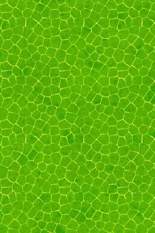 Зелёные сегменты обои