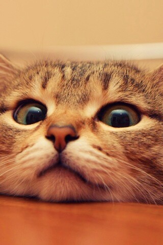 Любопытный котейка обои