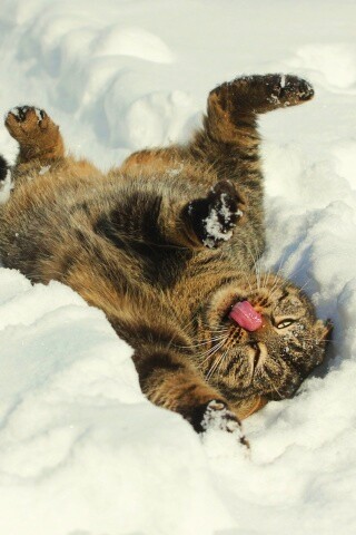 Кот валяется в снегу обои