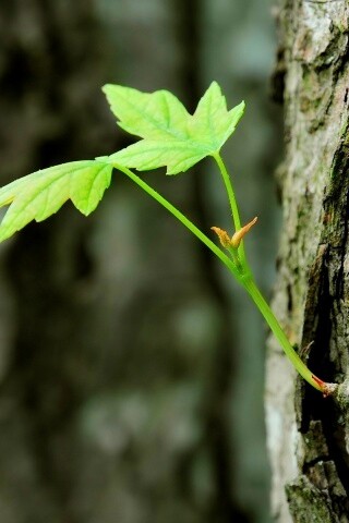 Молодой листик обои