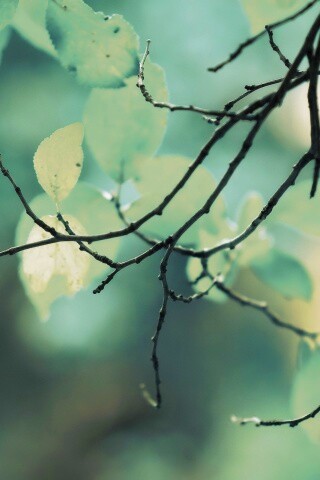 Осенние ветки без листьев обои