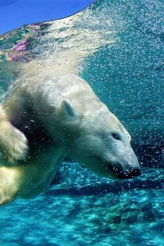 Нырнувший белый медведь обои