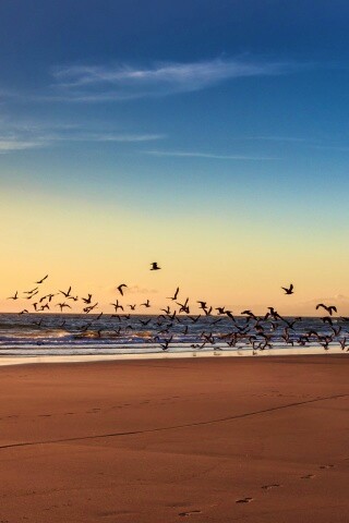 Стая птиц на пляже обои