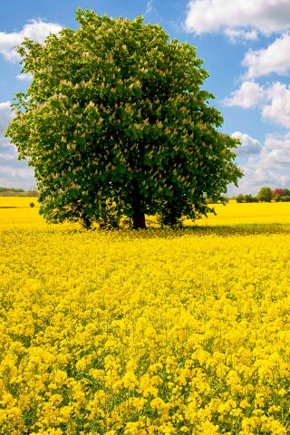 Каштан на цветочном поле обои