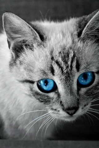 Котенок с синими глазами обои