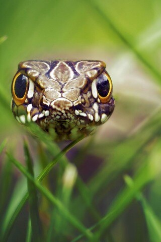 Змея в траве обои