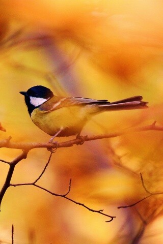 Синичка в желтой листве обои