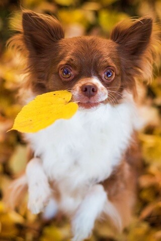 Собачка с листиком в зубах обои