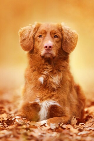 Осенний пес обои