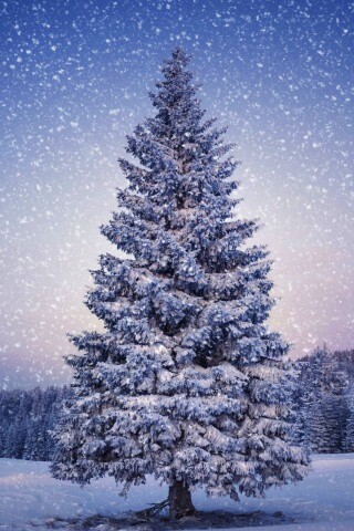 Ель в снегопад обои