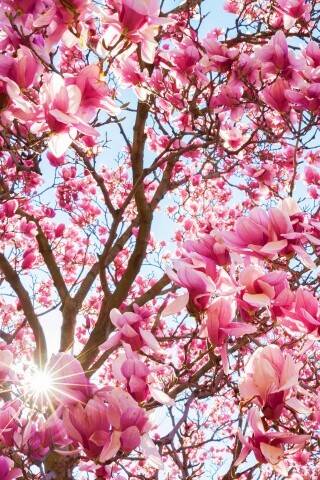 Магнолия обои