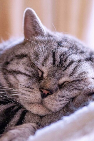 Спящий кошак обои