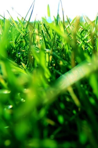Трава обои