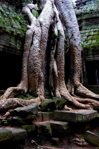 Мощные корни обои