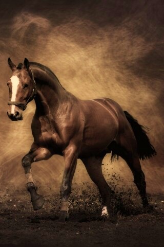 Лошадь обои