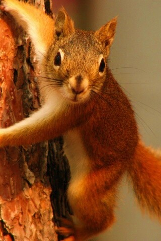Белка на дереве обои