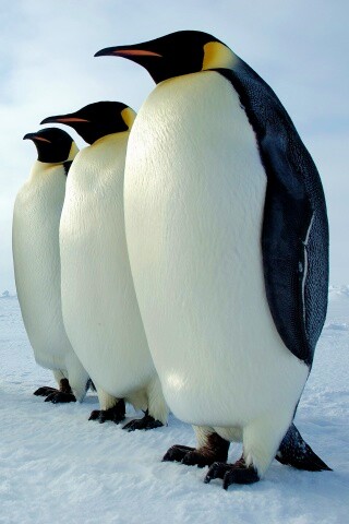 Слет пингвинов обои