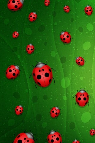 Божьи коровки обои