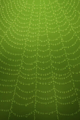 Роса на паутине обои