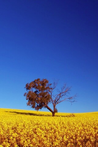 Дерево в поле обои
