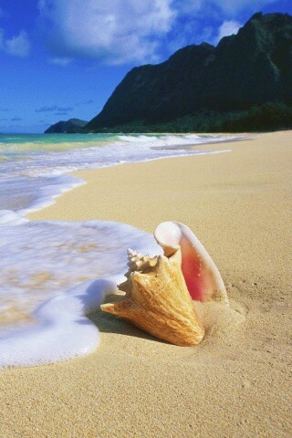 Морская раковина обои