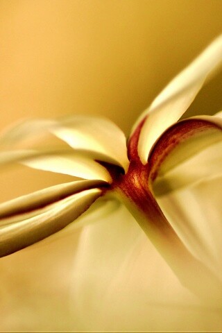 Цветок обои