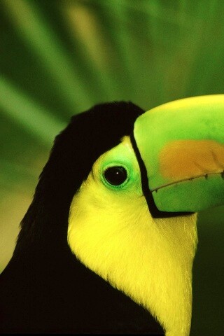 Грустный желтогрудый тукан обои