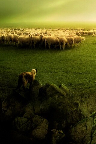 Волк и овцы обои