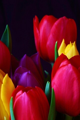 Тюльпаны обои