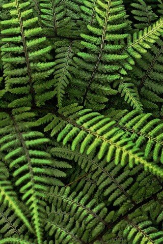 Папоротник обои