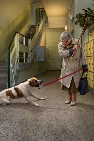 Непослушная собака обои