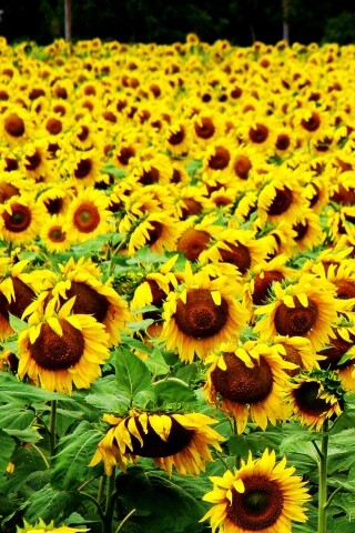 Поле подсолнухов обои
