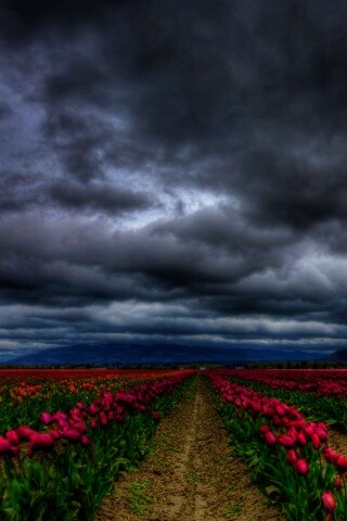 Цветочное поле под грозовым небом обои