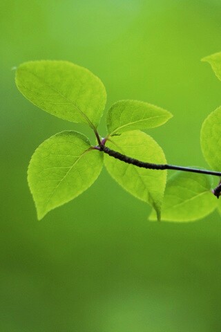 Зеленая веточка обои