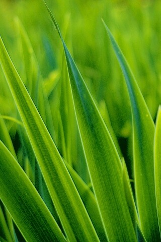 Идеальная зелень обои